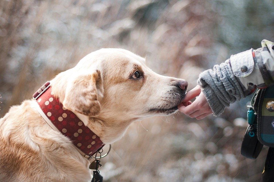 Pawsitive Vibes: How Pet Therapy Can Boost your Emotional Well-being